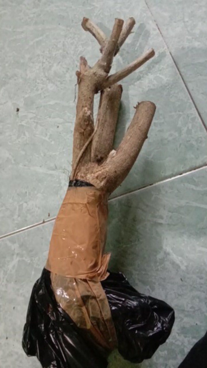 Bunga Lantana Bunga Oren