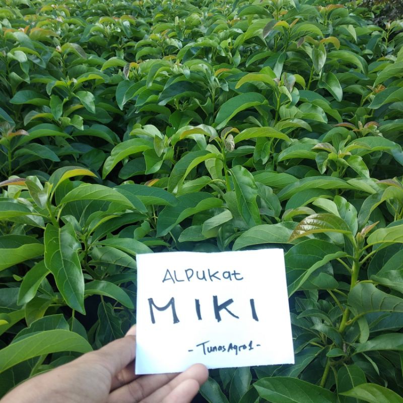 Bibit Alpukat Miki Depok
