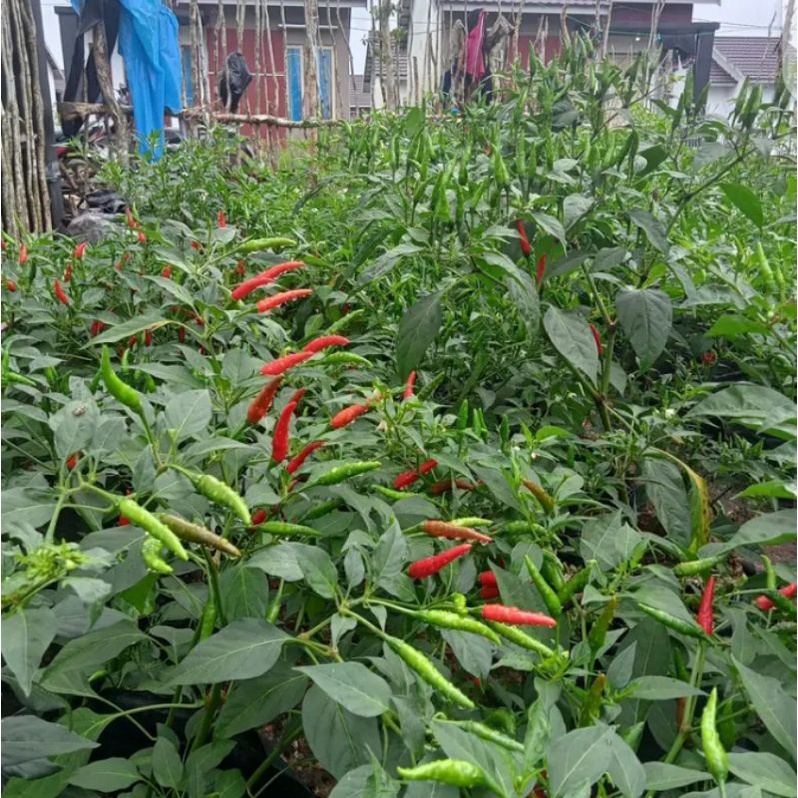

Serbu_Biji cabe rawit acung isi 15 murni
