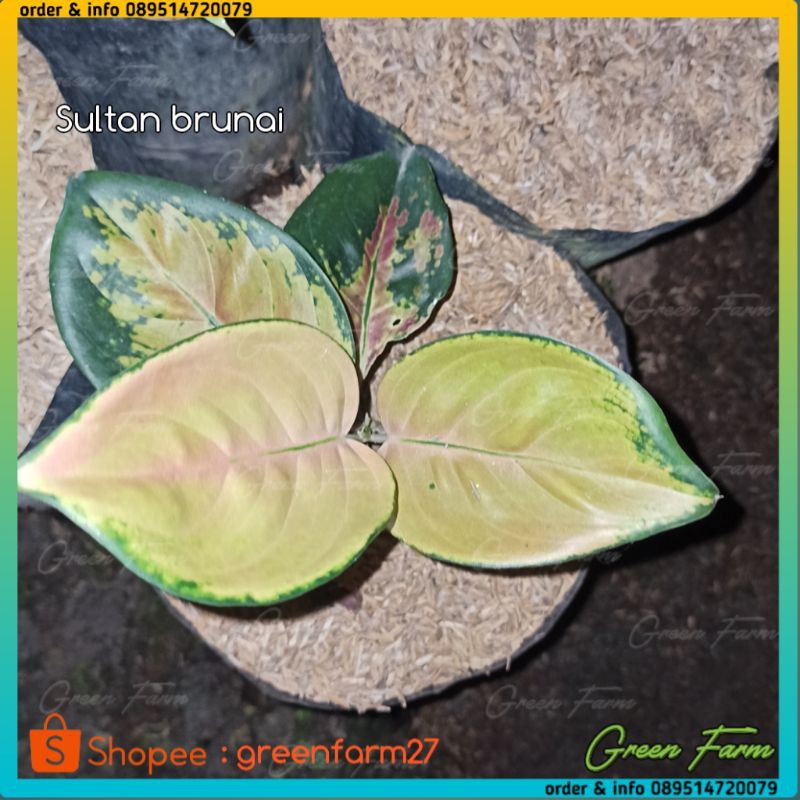 Bunga Aglonema Sultan Brunai / Sultan Brunei / Aglo SB