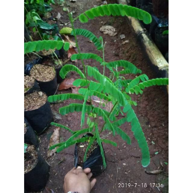 Tanaman herbal daun saga-pohon saga