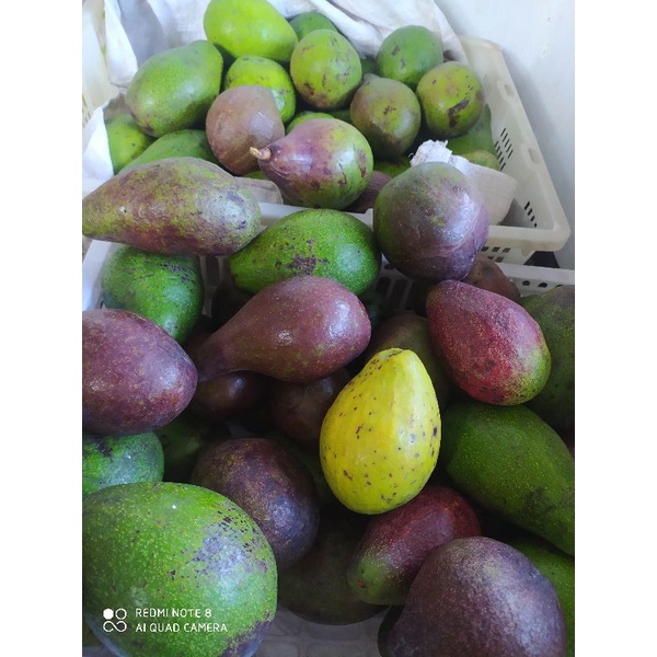 

alpukat mentega terlaris murah