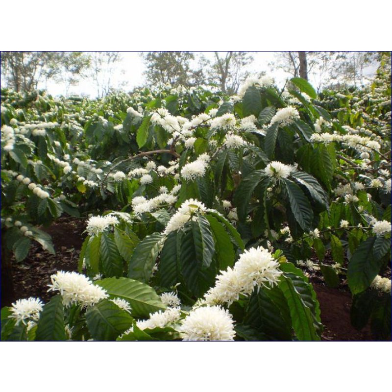 Madu murni Omah tawon nektar bunga kopi 1 Liter