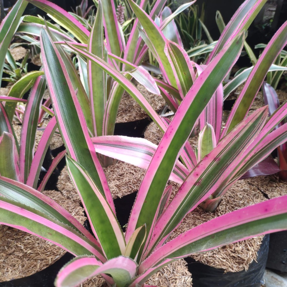 Tanaman Bromelia Hijau Garis Pink