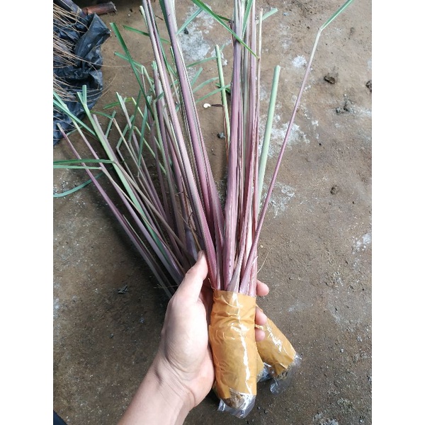 BIBIT SERAI WULUNG / SERAI HITAM / OBAT HERBAL