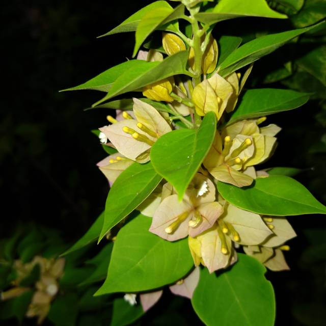 Bibit bunga bougenville singapur kuning daun polos