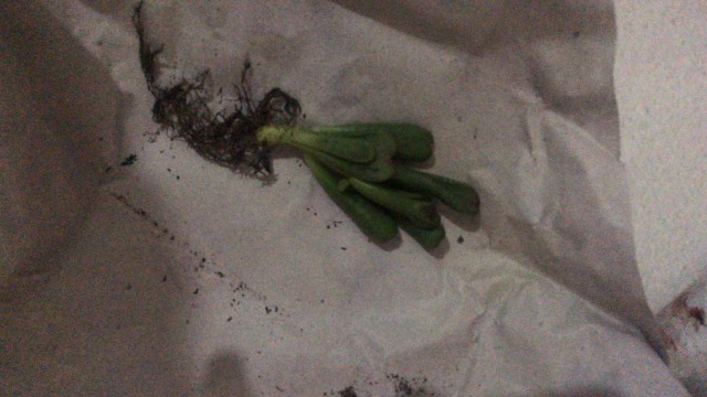 Kaktus Belimbing Parodia Owroot