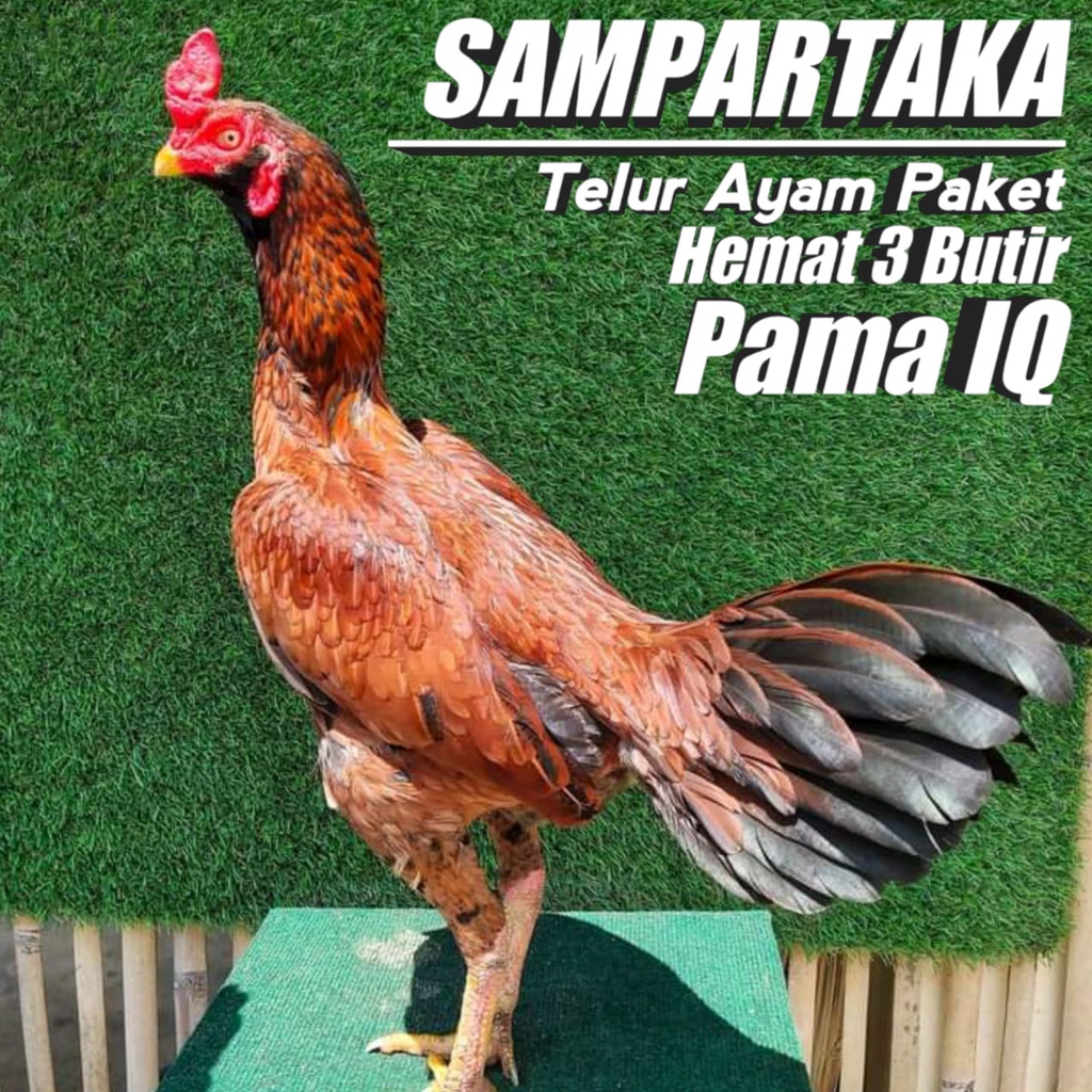 telur ayam mangon paket 3 butir aduan ori pamangon