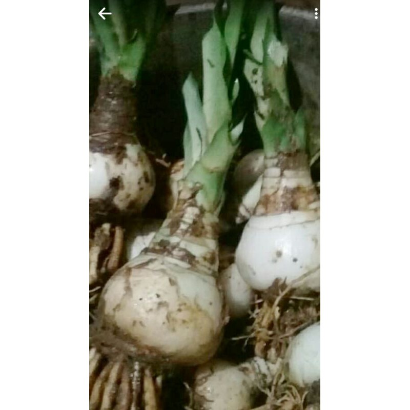 umbi bunga amarilis putih