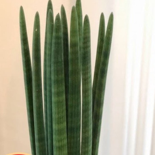 Tanaman Hias Sansivera stuckyi#sansievera tombak