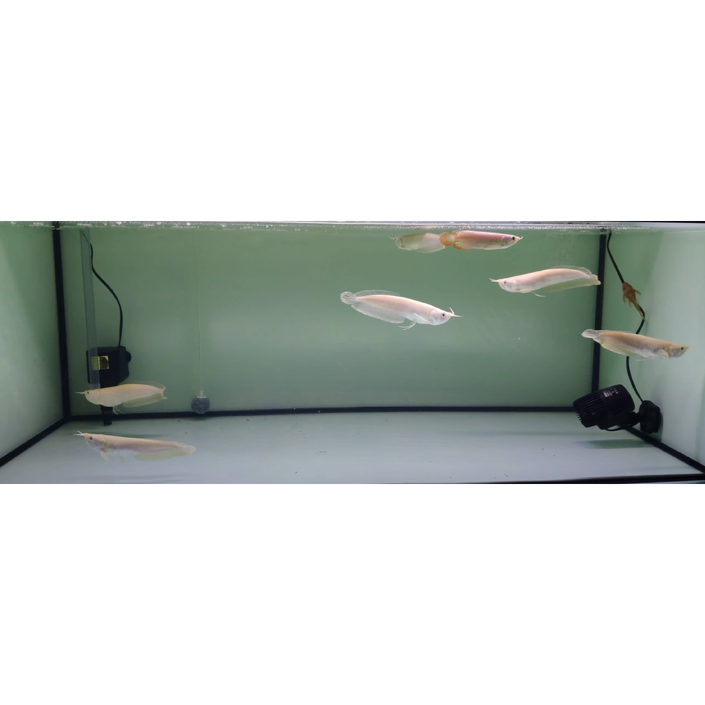 Arwana Silver Albino 16CM Arowana Brazil Silver Albino