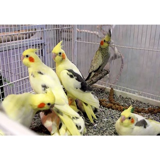 Burung Falk Parkit Australi