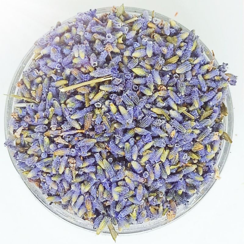 TEH HERBAL BUNGA LAVENDER FLOWER TEA TISANE TEH BUNGA LAVENDER KERING TEH INSOMNIA AROMATHERAPY