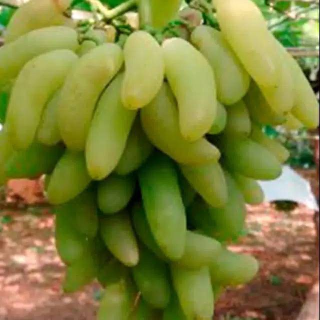 Anggur import banana