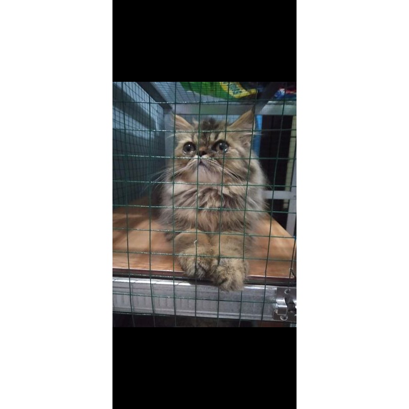 

Norwegian Forest Mix