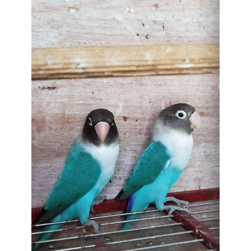Burung Lovebird Sepasang Cobalt Dewasa