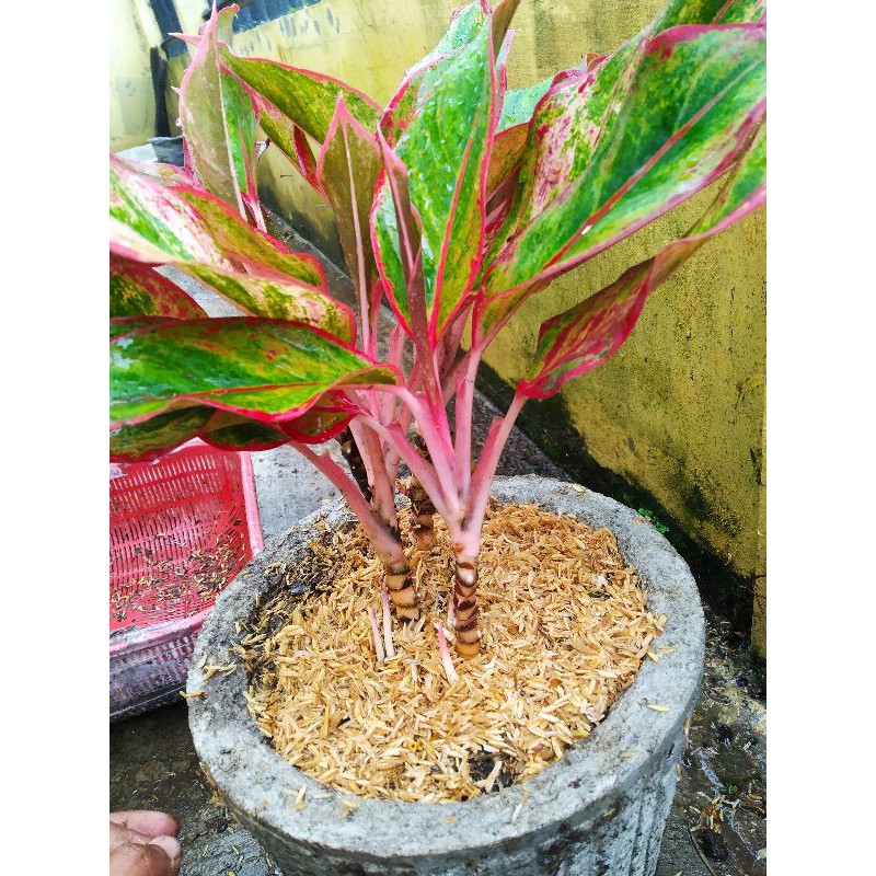 aglonema lipstik (indukan)