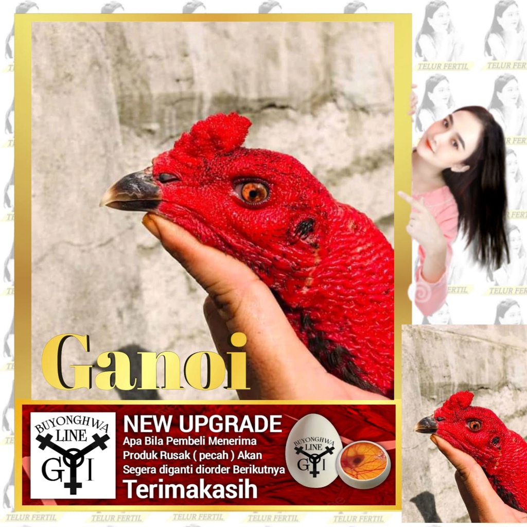Ayam Ganoi ORI Tipe telur A1 tetas Buyonghwa line