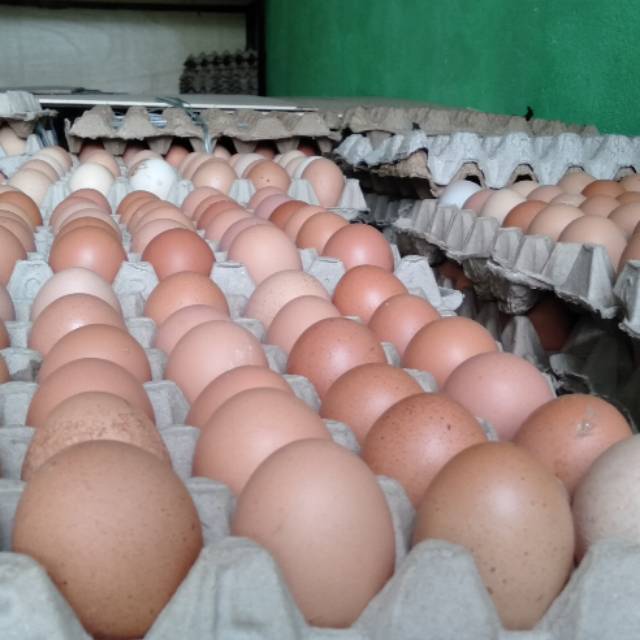 

Telur ayam