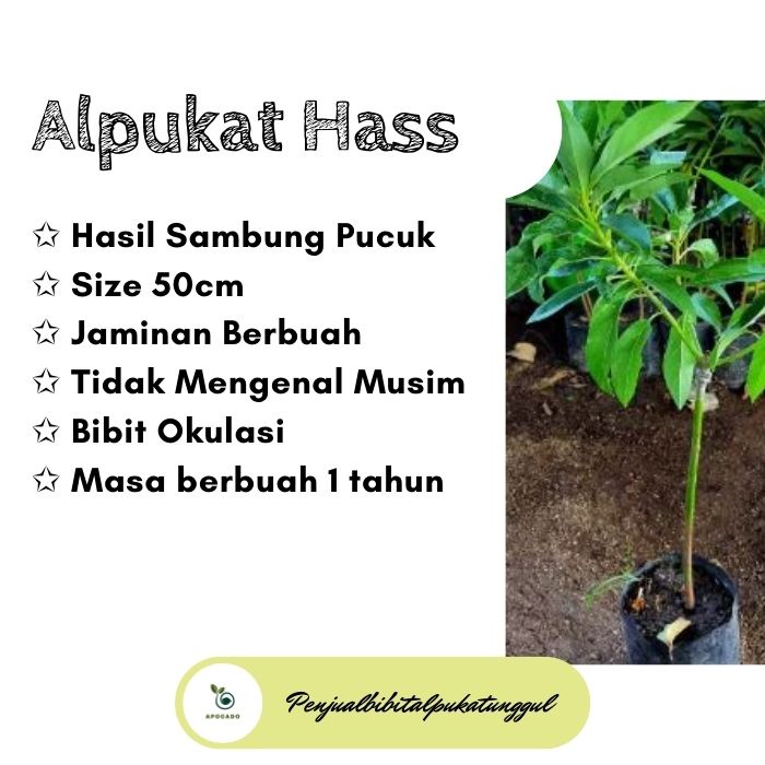 Bibit Alpukat Markus, Bibit Alpukat Markus Aligator, Bibit Alpukat Markus Jumbo, Bibit Alpukat Terba