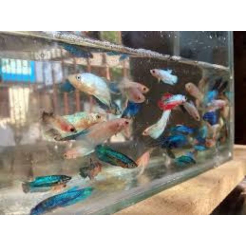 Cupang cendolan,BONUS DAUN KETAPANG