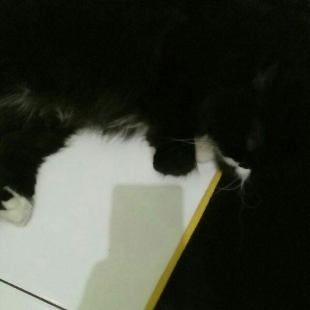 Tray Lunchbox M Polos Food Grade Laminated, Tempat Kentang, Tray Kertas, Mangkok Kertas