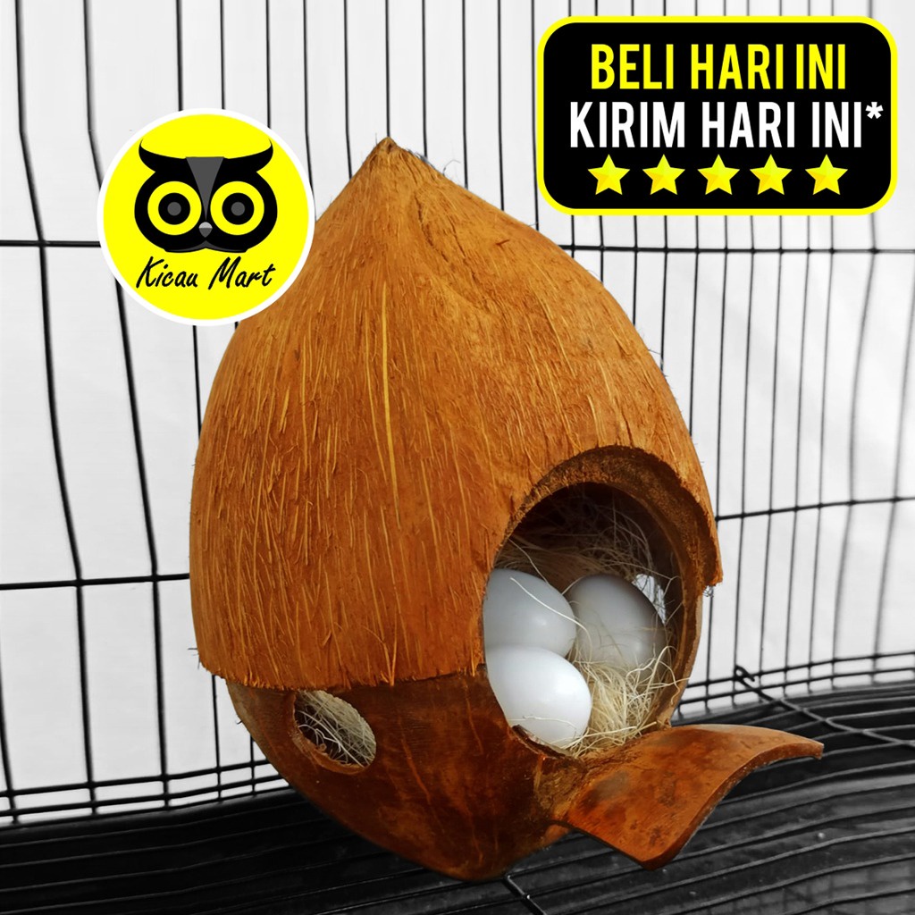 GLODOK BATOK KELAPA JAMBUL PONI JEMBATAN GLODOK SARANG TERNAK BURUNG LOVEBIRD PARKIT NURI FALK GELODOK BREEDING MAINAN RUMAH SARANG SUGAR GLIDER SARANG HAMSTER