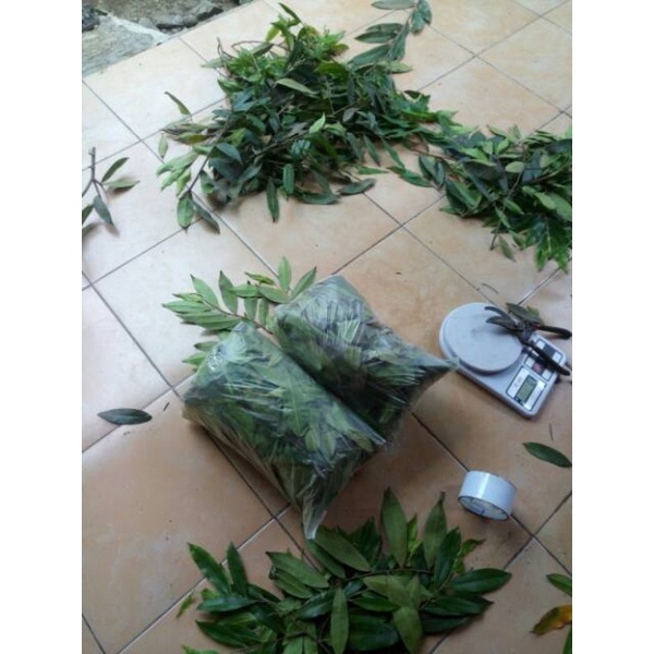 

Daun Gaharu Obat Segala Macam penyakit (100 Gram) Herbal Kangker Stoke