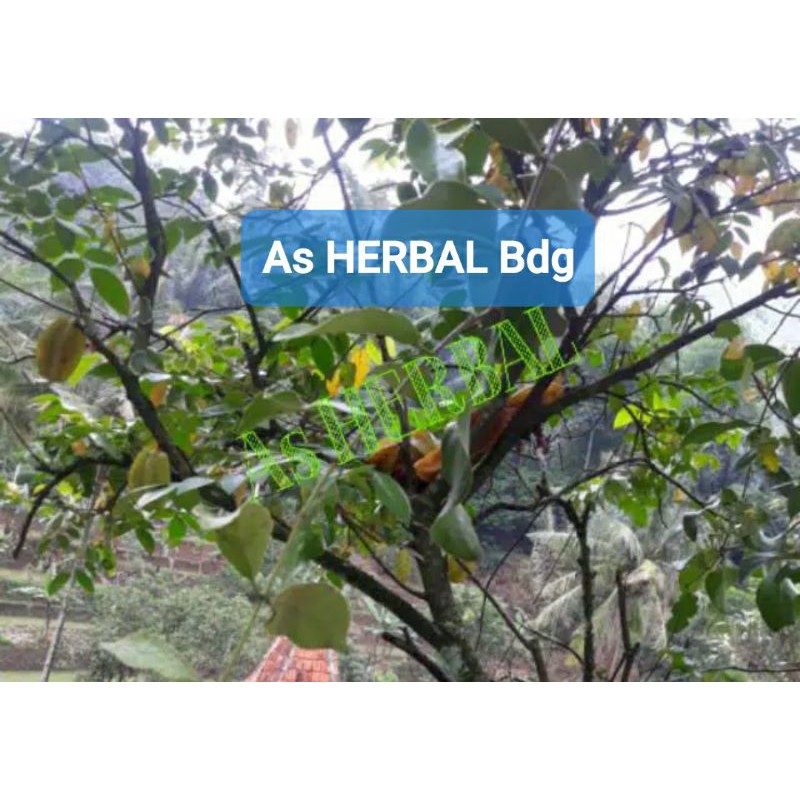 

Benalu belimbing manis segar 400 gram-az