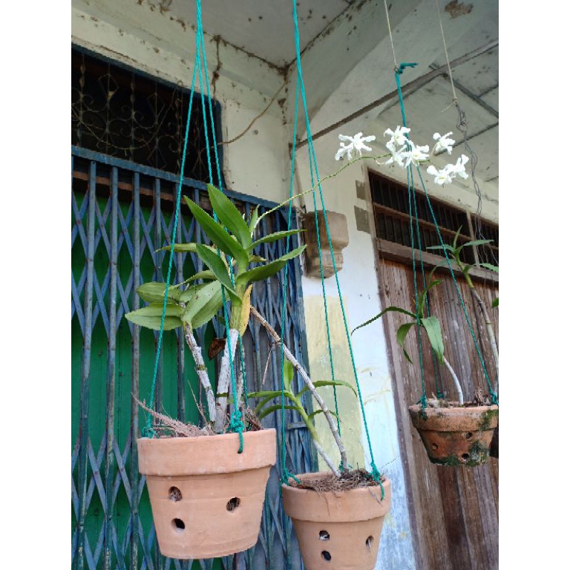 ANGGREK PHALAENOPSIS AMABILIS