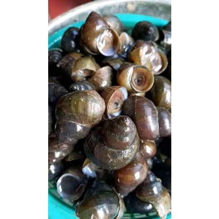 

Tutut segar masih hidup 3kg/5kg/10kg