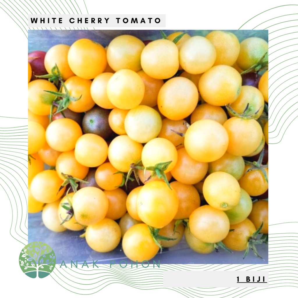 Benih Bibit Biji - White Cherry Tomato Tomat Ceri Kuning Muda Pucat Seeds