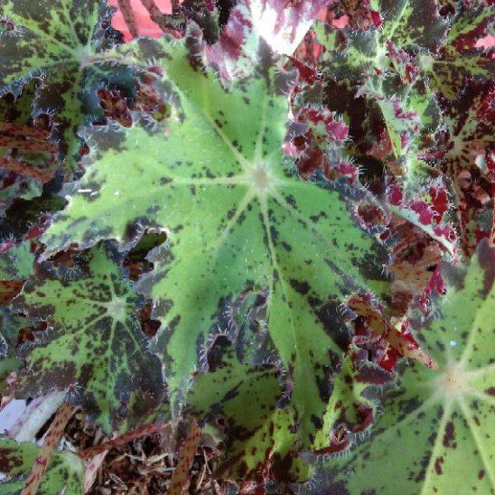 Tanaman Hias Begonia Bintang/Begonia Bintang Bulu/Tanaman Bunga Hias Begonia