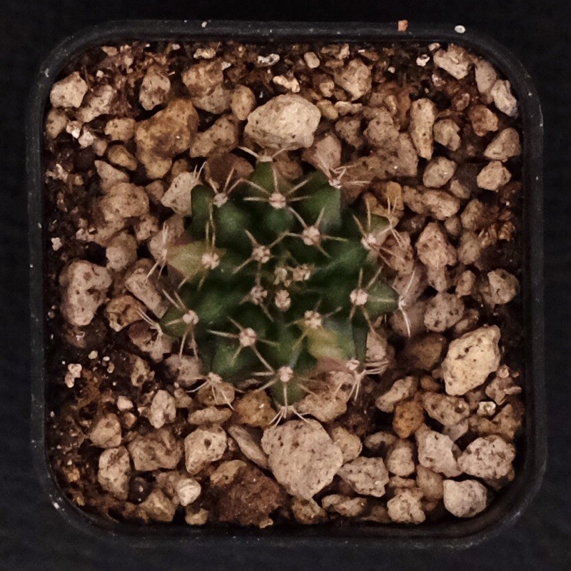 kaktus gymno gymnocalycium variegata T