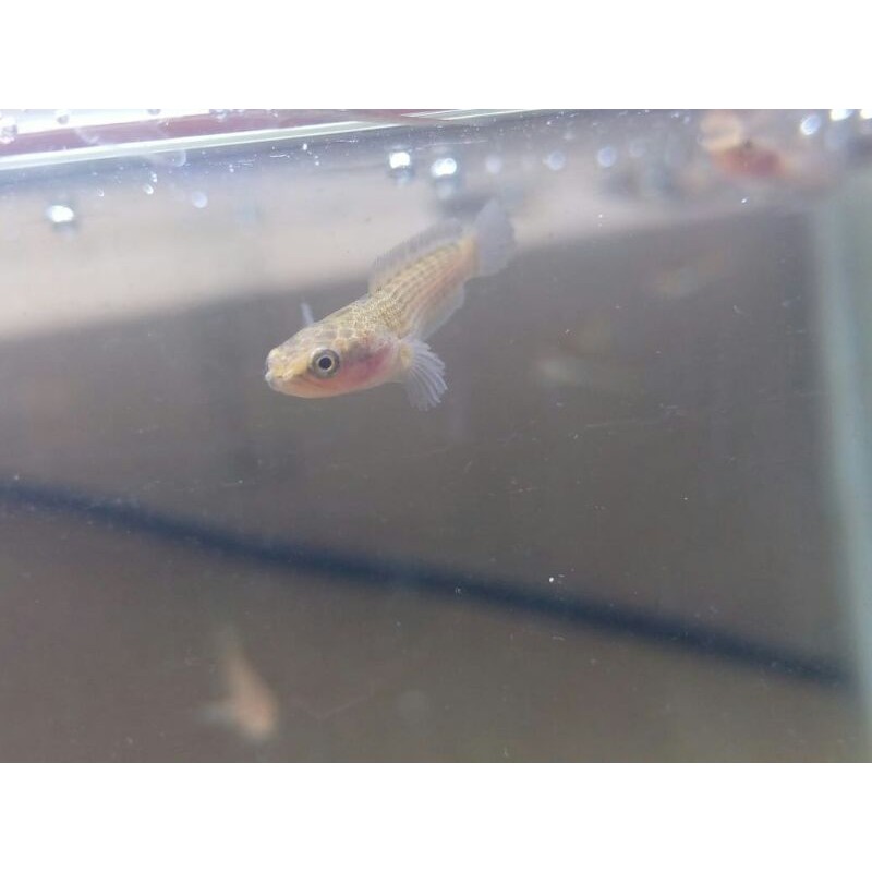 

baby channa stewarty karbialong 7-8cm