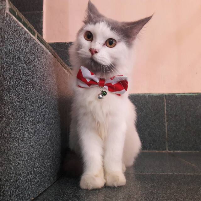 Dasi kucing lucu / bowtie / kalung dasi / aksesoris kucing / baju kucing