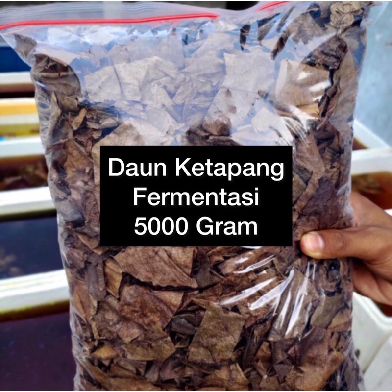 DAUN KETAPANG LAUT OLAHAN KEMASAN 5000 Gram