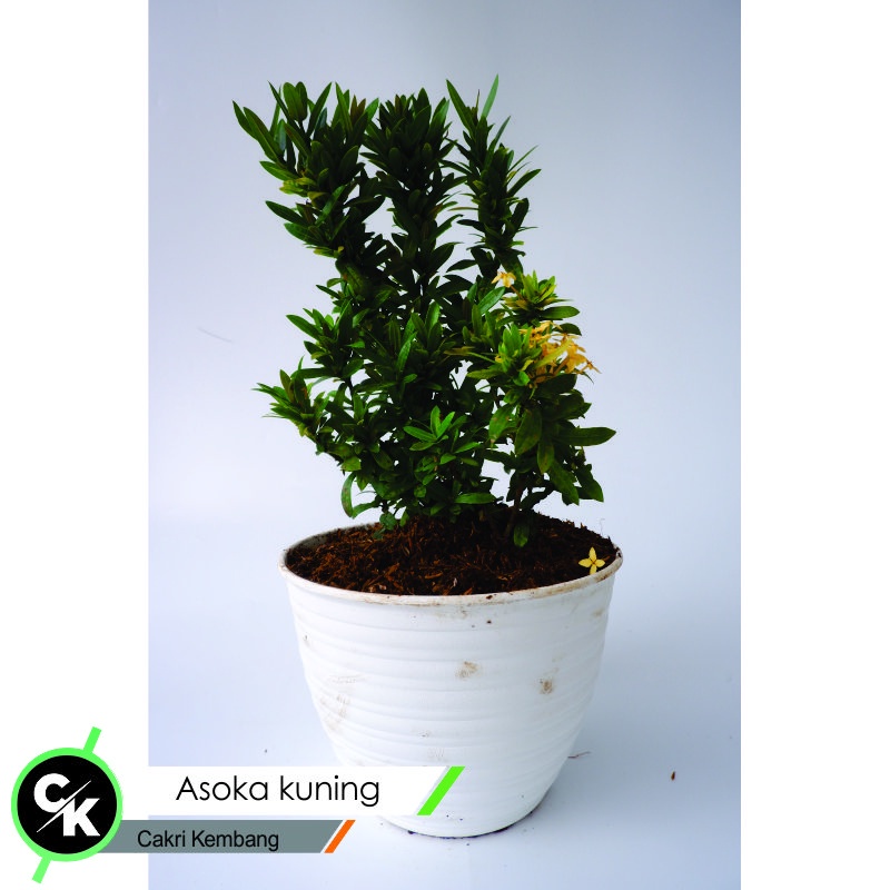 Bibit bunga asoka kuning (Ixora acuminata )- Tanaman Hias Bunga Soka Kuning - Bunga Asoka Kuning Bun