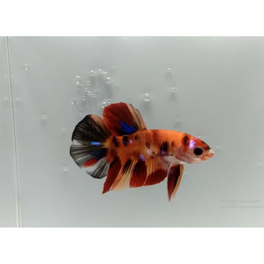 

Cupang Nemo Classic / Koi / Multycolour
