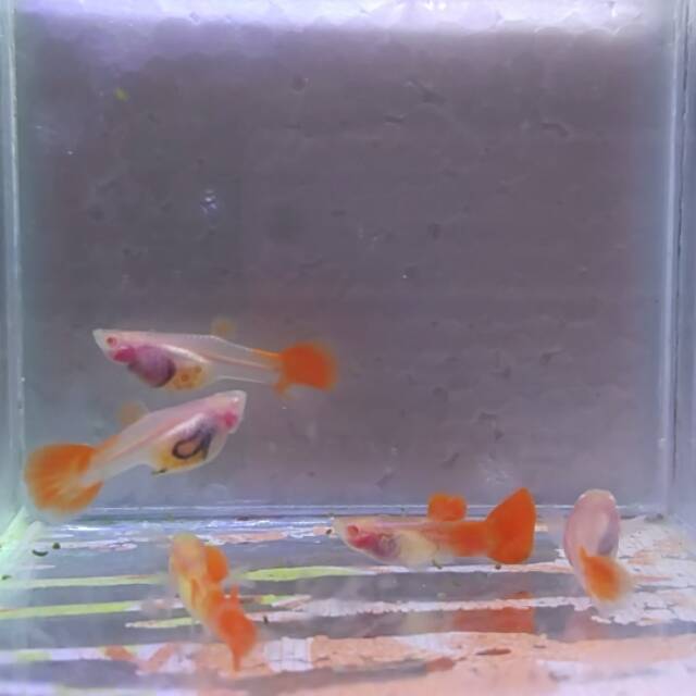 Guppy albino snakeskin glassbelly pasangan