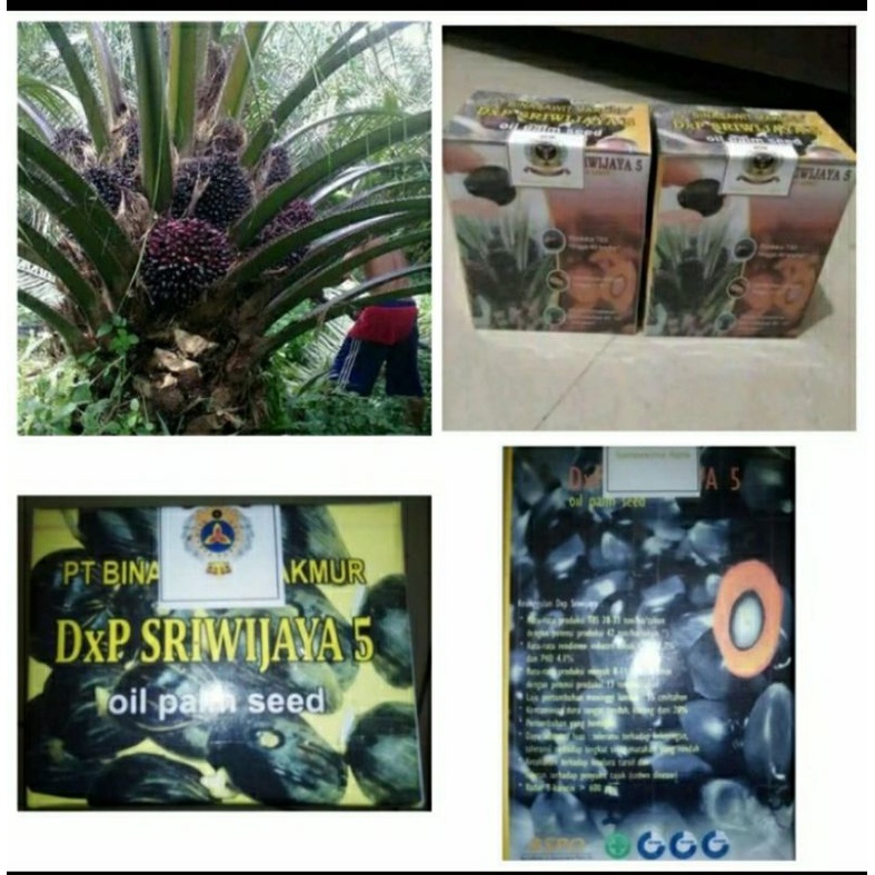 Jual Bibit Polong Sawit Kecambah Kelapa Sawit Sriwijaya Palm Oil Seed