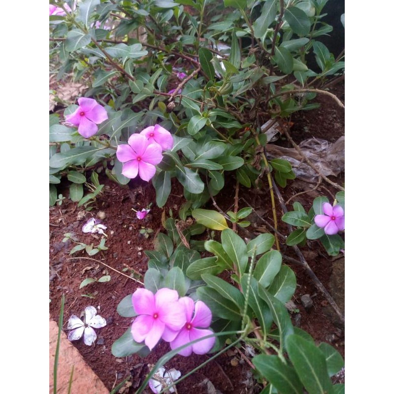 

Daun tapak dara