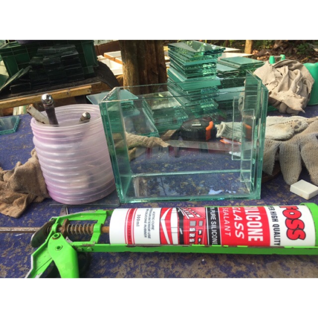 Soliter Selfi soliter selfie ikan cupang soliter ikan cupang soliter cupang ekstra daun Ketapang