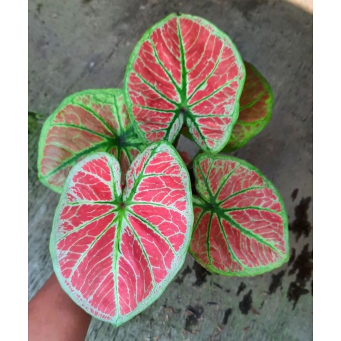 [Bisa COD] Keladi Big Boss/Tanaman hias