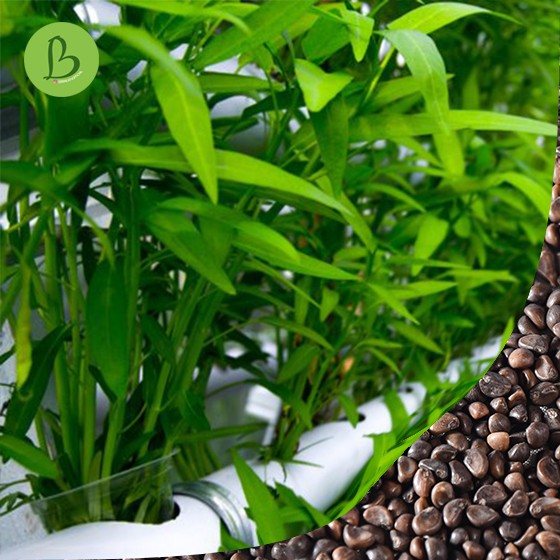 Seeds Kangkung Bangkok - Bibit Sayur Hidroponik