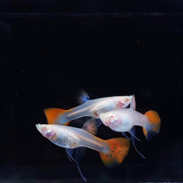 

Ikan hias guppy albino full red betina ribon