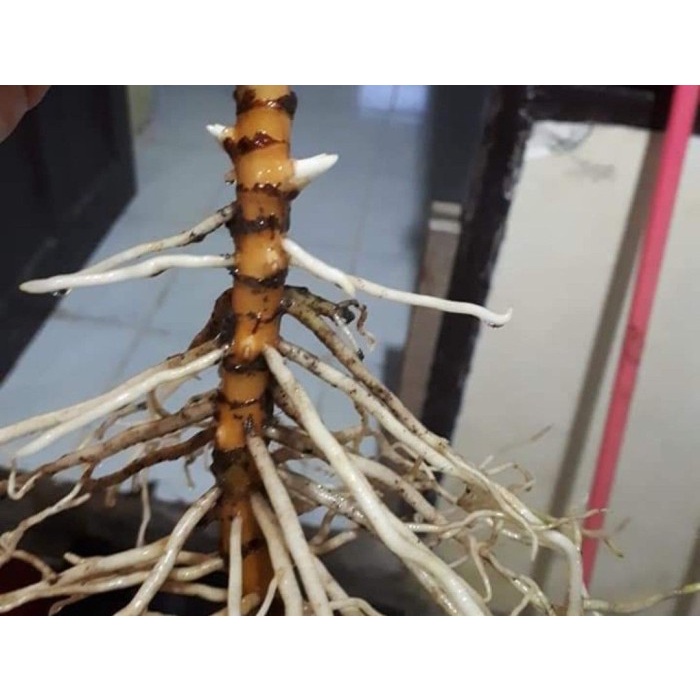 PROMO TERMURAH!!! bibit bonggol Aglonema Siam Jade / Aglonema murah