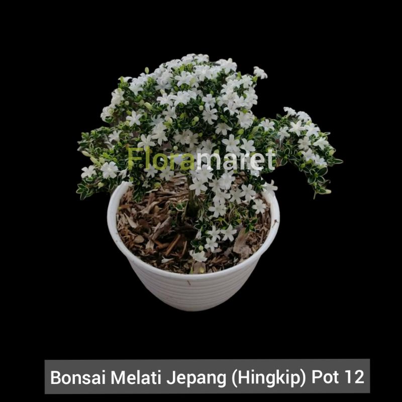 Bonsai melati jepang - hingkip berbunga putih pot 12cm