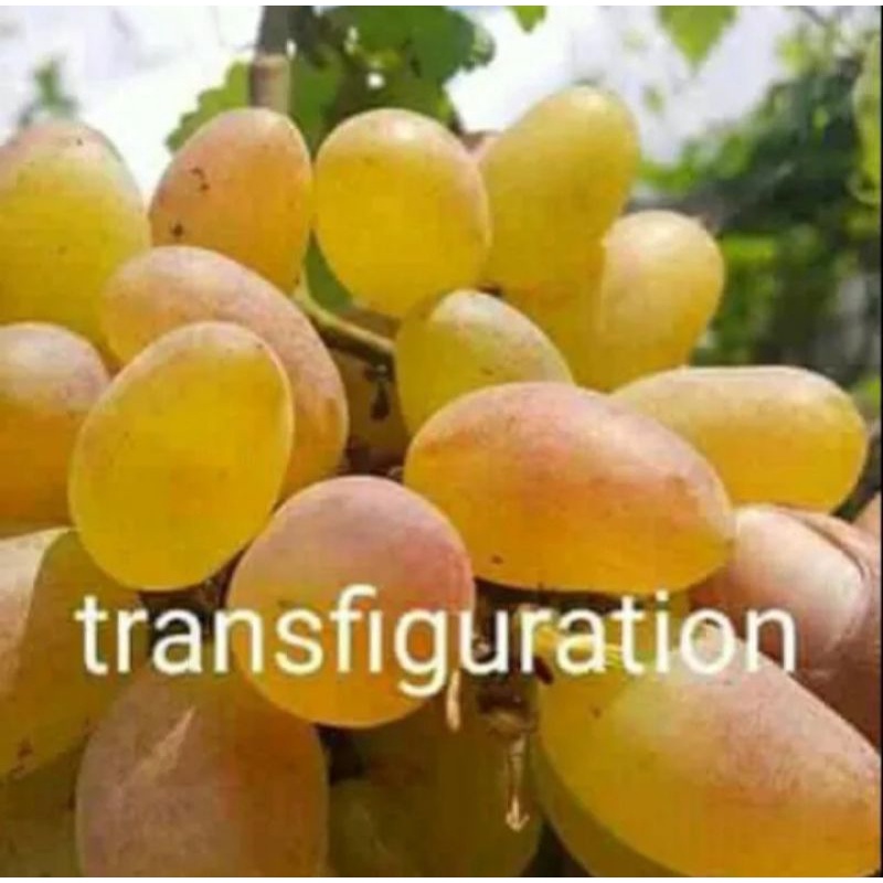 paket hemat bibit anggur IMPORT TRANS HASIL GRAFTING