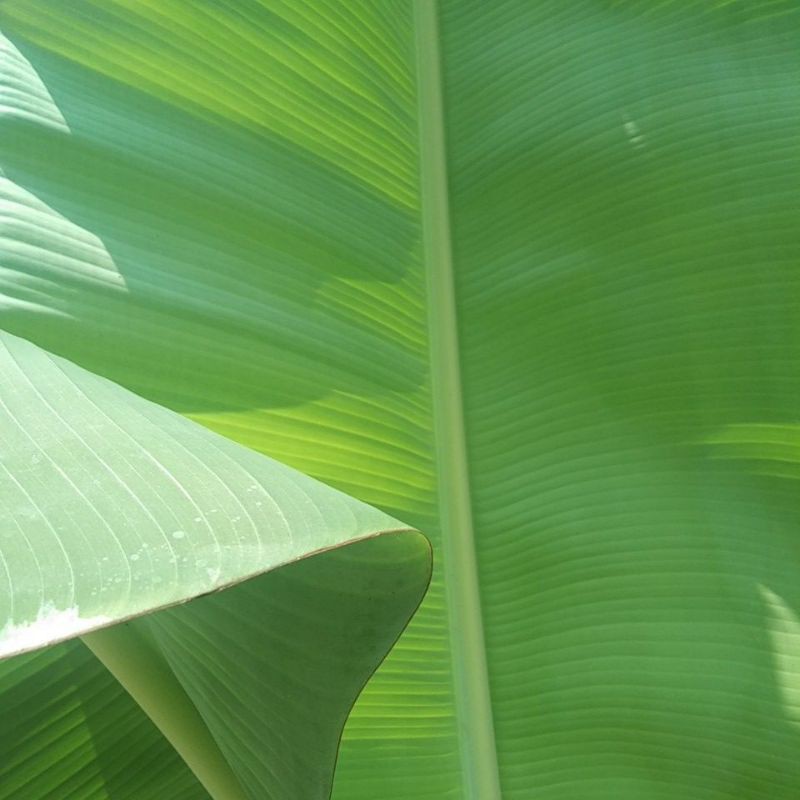 

Daun Pisang